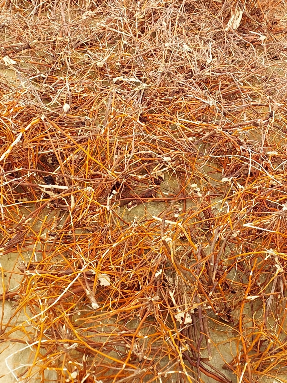 z4660247977772_6c2794ca497fb539989e6483fac018ce Sâm sức khoẻ khô