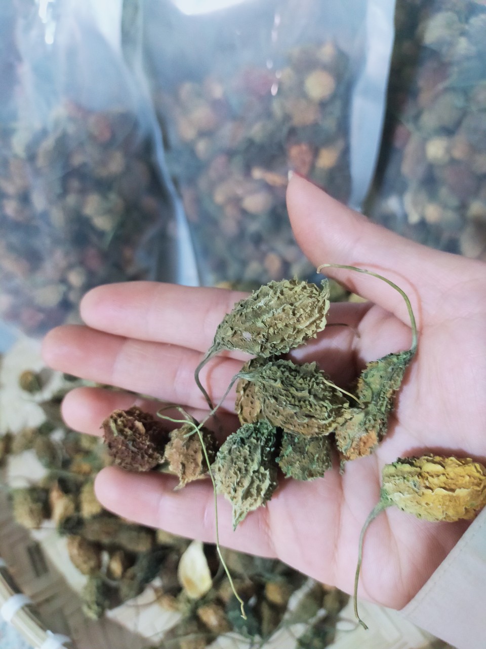 z4660269530140_af229c26d54702134cebe5b61363a400 Khổ qua rừng