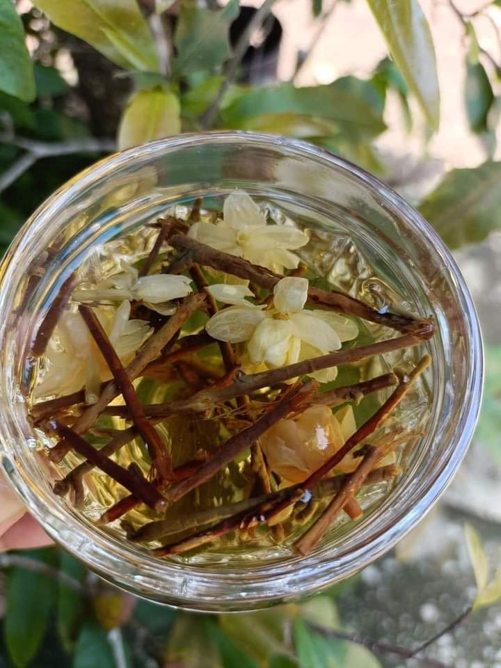 z4660974052981_f522565c4437505c887bfa460041dcd8 Trà sơn mật hồng sâm