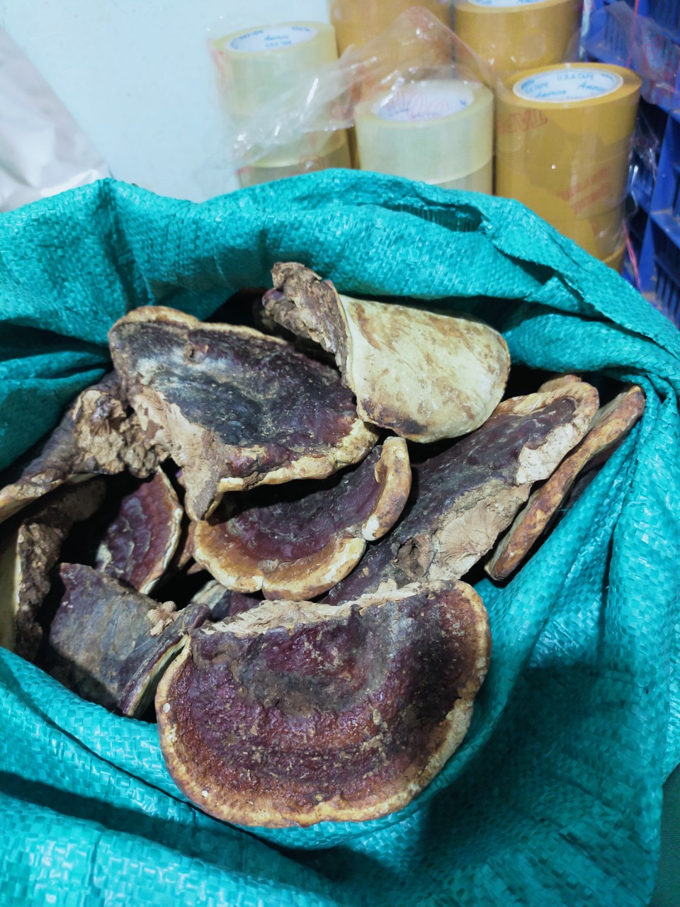 z4660994379006_de864a90b488b5c5034013f48d9bd0b2 Nấm linh chi nguyên tai