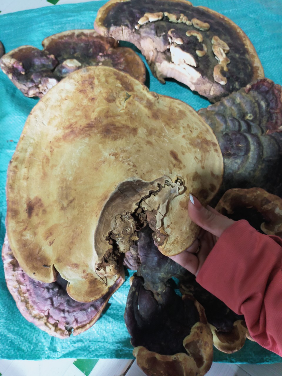 z4660994382694_9ab22891d770e1f32ba50ccb364bd446 Nấm linh chi nguyên tai