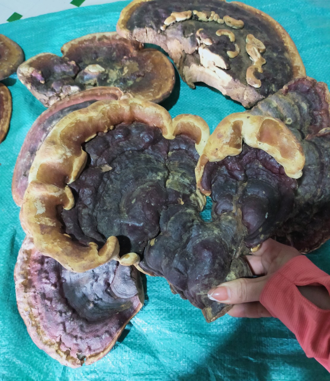 z4660994387738_0f0c51ebbf4353dacbb2455abd1bb0ea Nấm linh chi nguyên tai