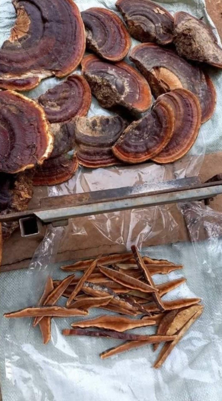 z4661018108016_1918b6796f2d05cbf2993a9976797cb4 Nấm linh chi thái lát size nhỏ