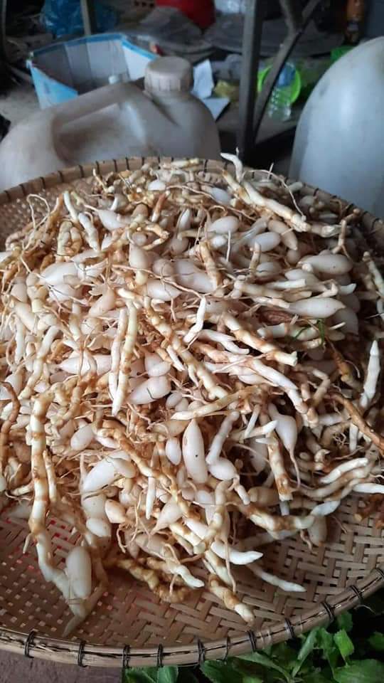 z4661092517084_0953a47fe0573a4699bf5377d70383d6 Sâm đá