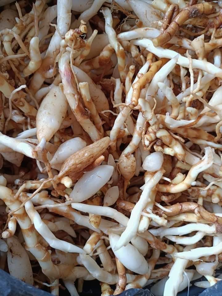 z4661092517765_960ef1d44985f0ef9541f16600d648e2 Sâm đá