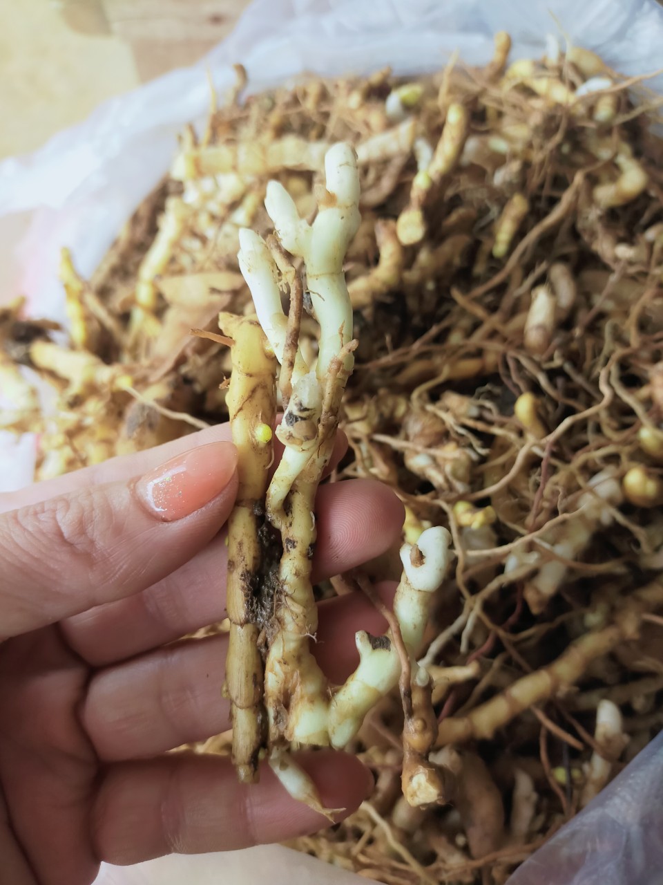 z4661092520768_c6696bd386f4884e5149ff0b2d7c3c77 Sâm đá