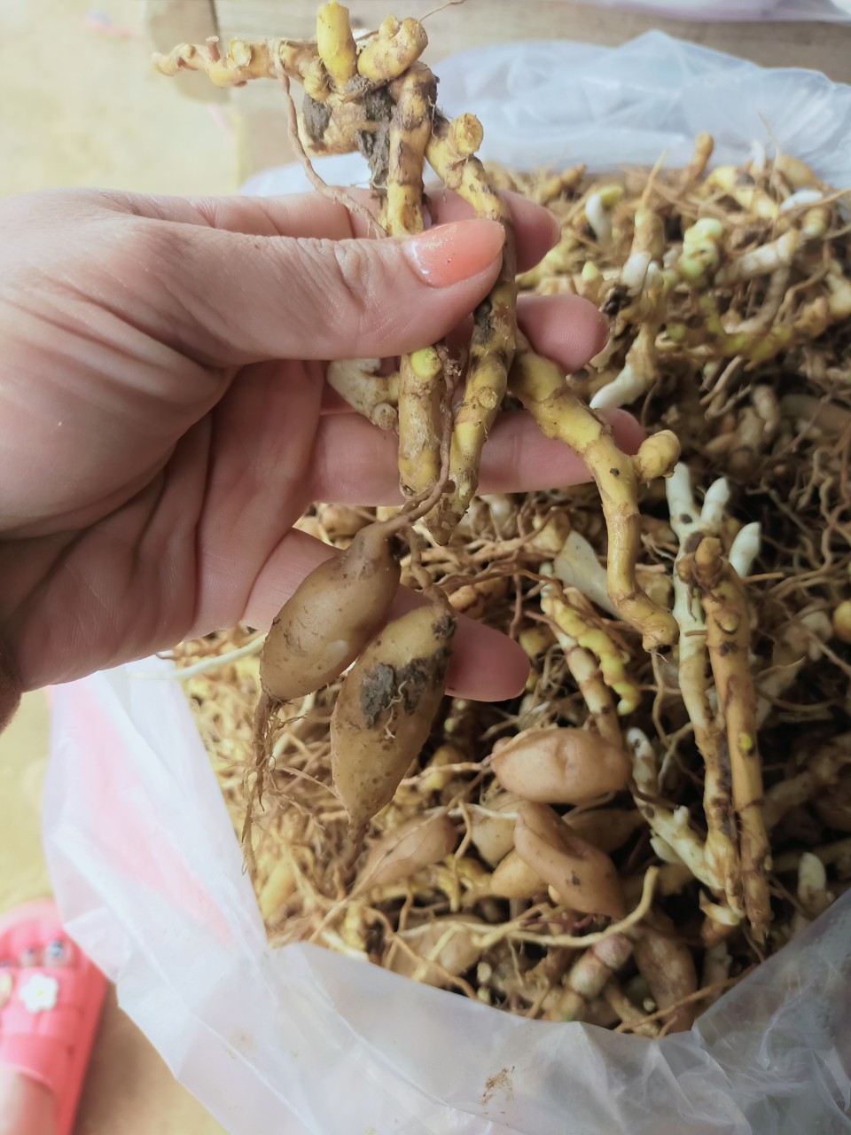 z4661092521812_3f27946a804137508e3ef0945df372c6 Sâm đá