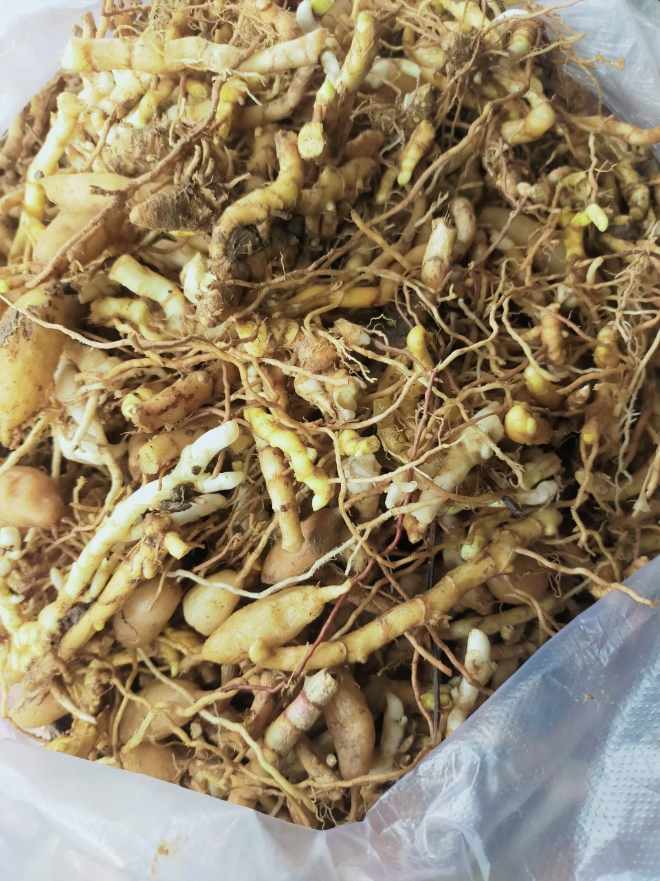 z4661092522950_1033924a01ed81964666c0dcea6c89a5 Sâm đá