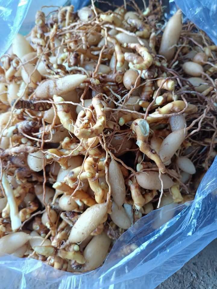 z4661092524540_ccbc3a5748d9e779da2b757b84a2b371 Sâm đá