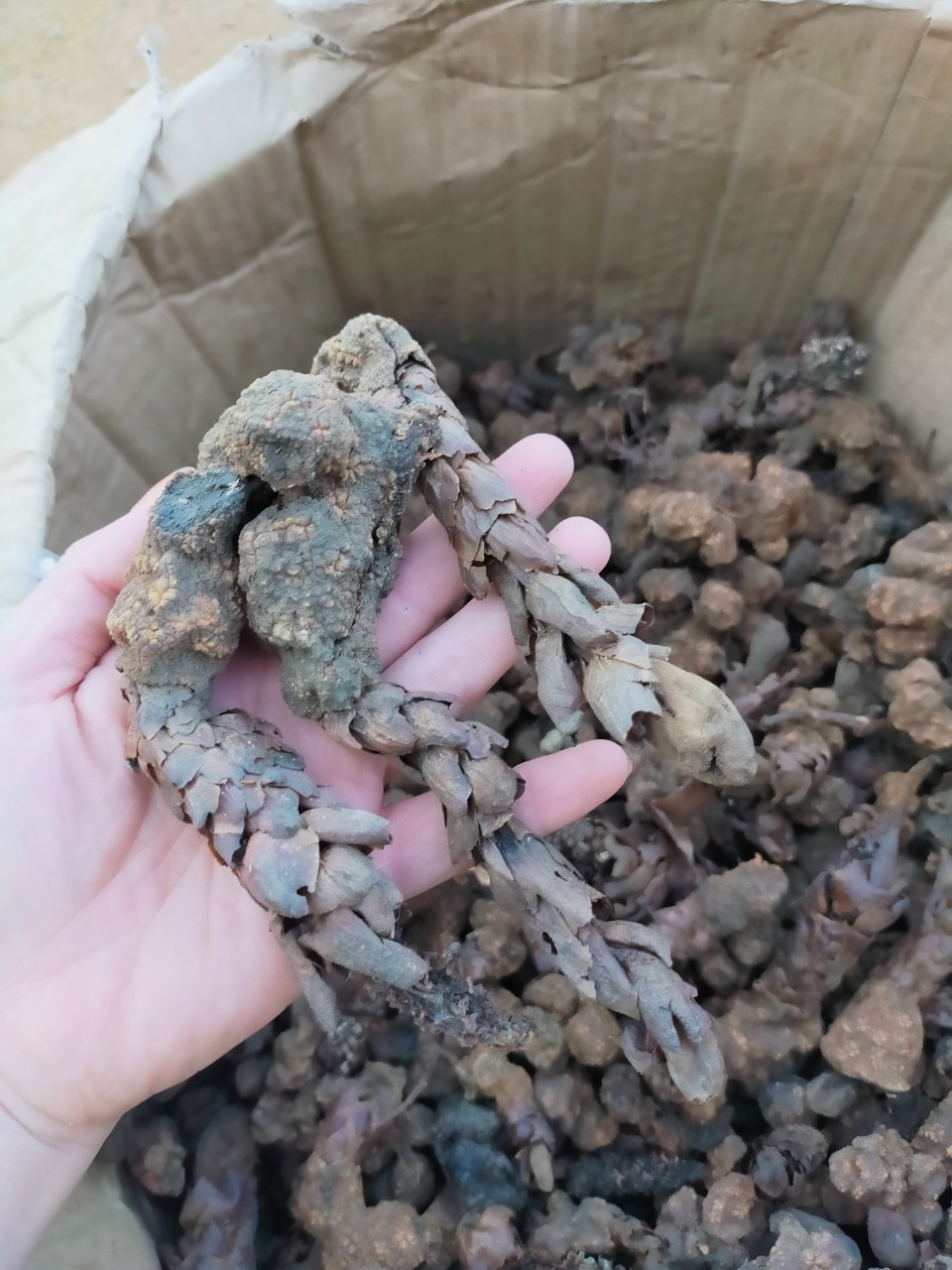 z4661095449202_6cb2e237a116df4ef6477efc0da38d09 Ngọc cẩu tươi