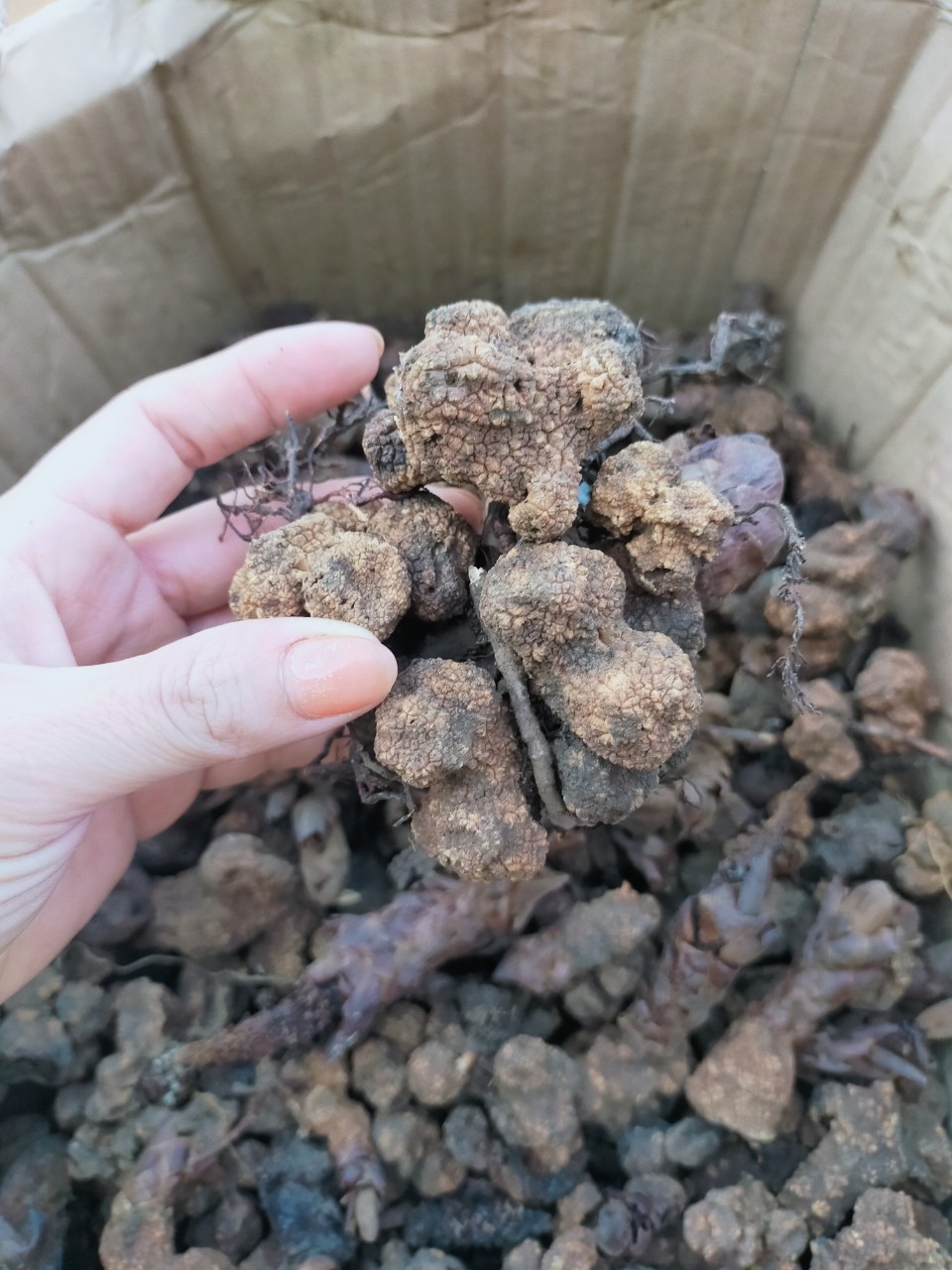 z4661095449429_d18a898ae19d3b6ab437b67a5e357cb0 Ngọc cẩu tươi