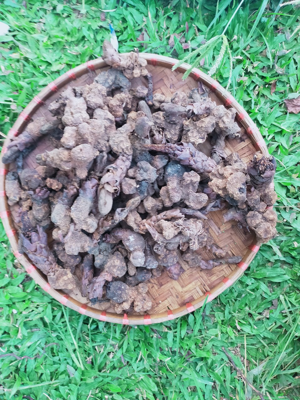 z4661095451887_2227dc65323dfd984853541b3aa79877 Ngọc cẩu tươi