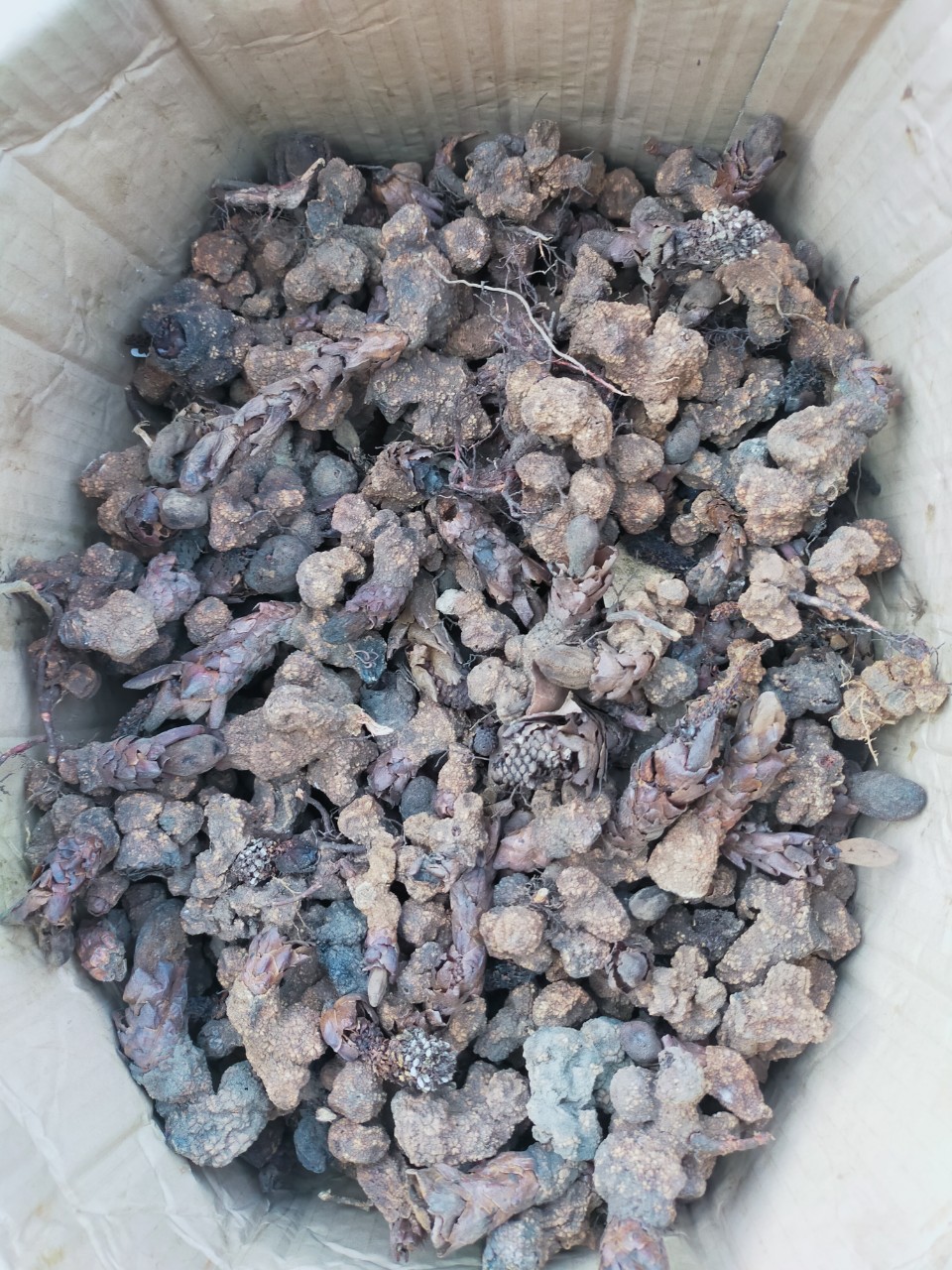 z4661095451963_e82f2a5c655ee1b81b942c362e4742e4 Ngọc cẩu tươi